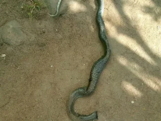 Machinga Singanga Njoka- Malawi24
