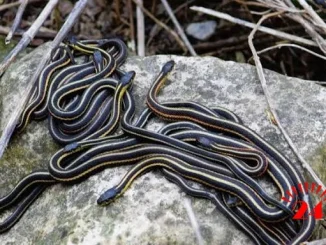 Snakes- Malawi24