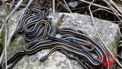 Snakes- Malawi24