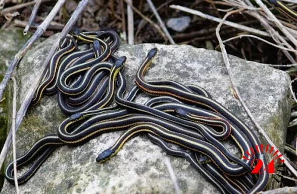 Snakes- Malawi24