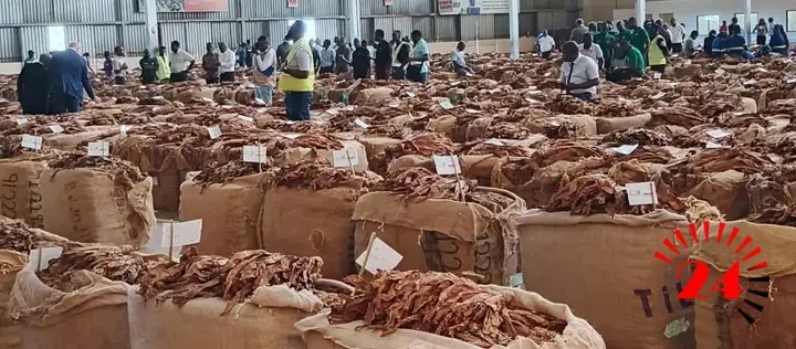 Tobacco Market- Malawi24