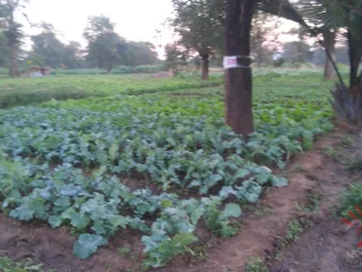 Img 20260930 Wa0019- Malawi24