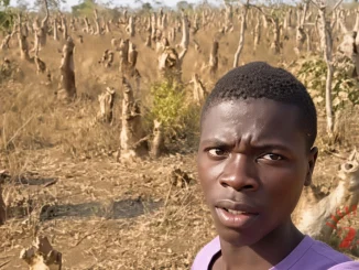 Masautso Deforestation- Malawi24
