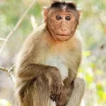 Monkey- Malawi24