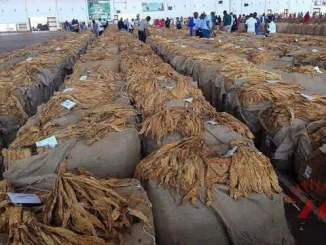 Tobacco- Malawi24