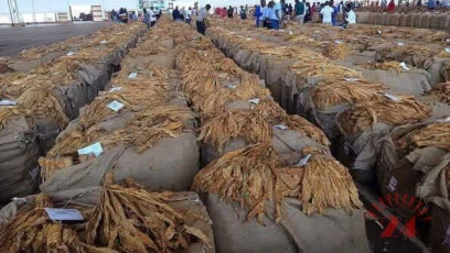 Tobacco- Malawi24