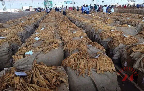 Malawi tobacco earnings suffer K378bn blow
