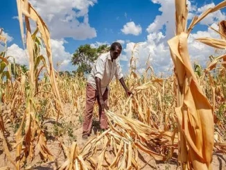El Nino- Malawi24