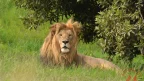 Lion Africa Safari Wildlife Scaled 1- Malawi24