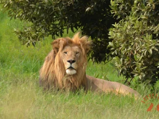 Lion Africa Safari Wildlife Scaled 1- Malawi24