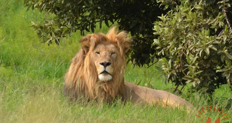 Lion Africa Safari Wildlife Scaled 1- Malawi24
